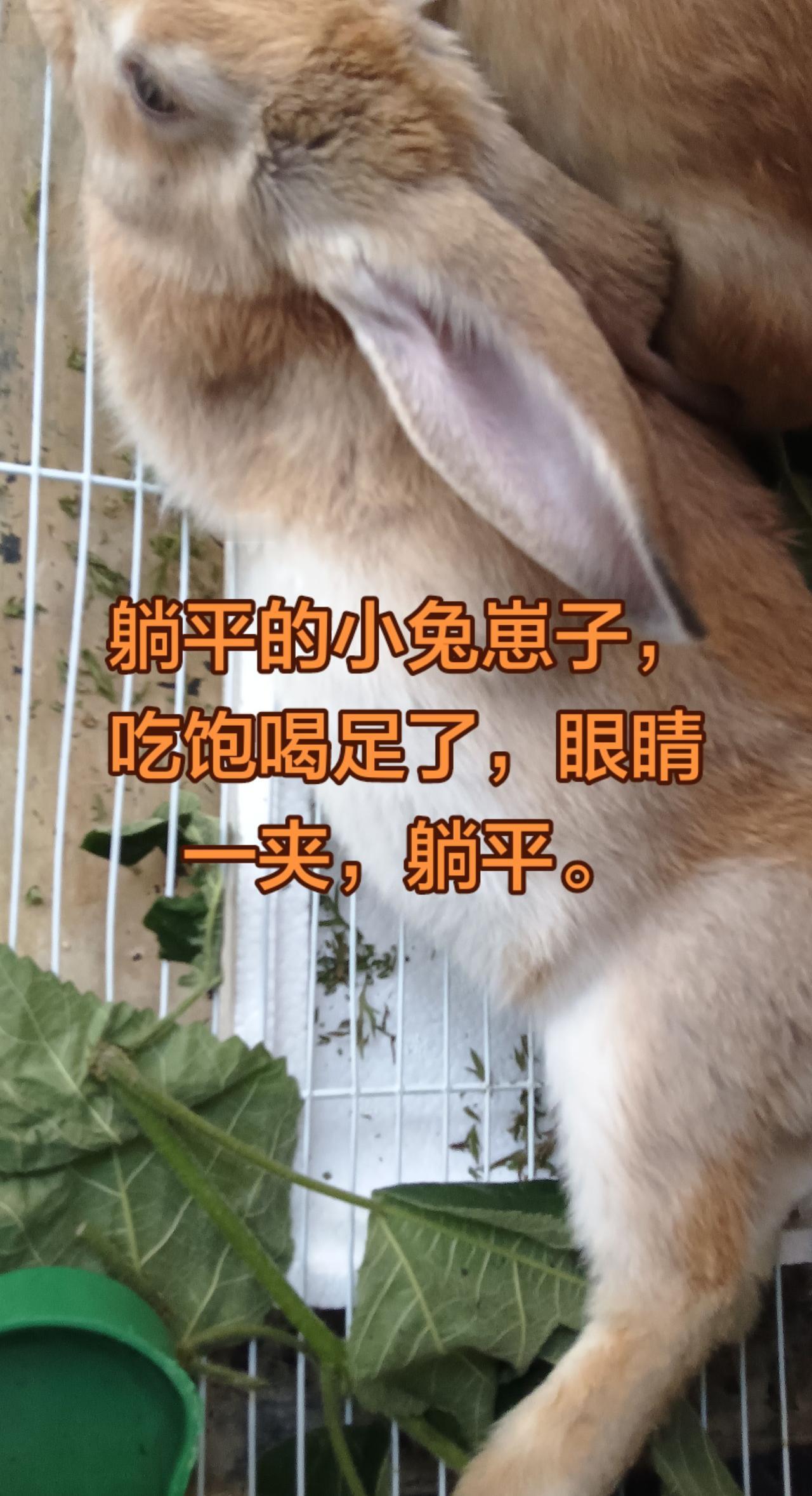 躺平的小兔崽子。