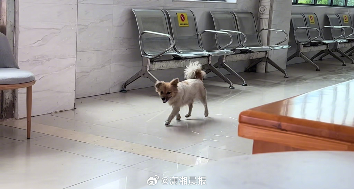 【#主人转院半月小狗天天来抢救室找人#】#小狗不知主人转院每天来抢救室找人#近日