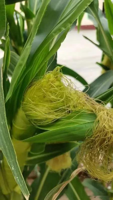 #玉米开花期如何管理?#1、防虫:双斑
萤叶甲咬食花丝影响授粉受精，出现花粒或空