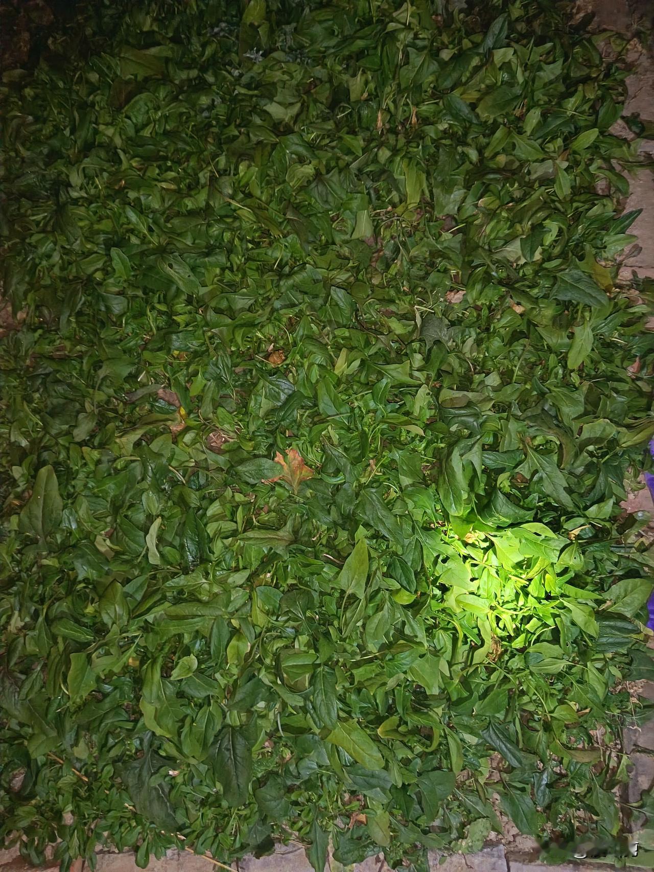 河南这家的趴地菠菜，应该就是我们家种植的土菠菜(本菠菜)。

我们这里种的菠菜，