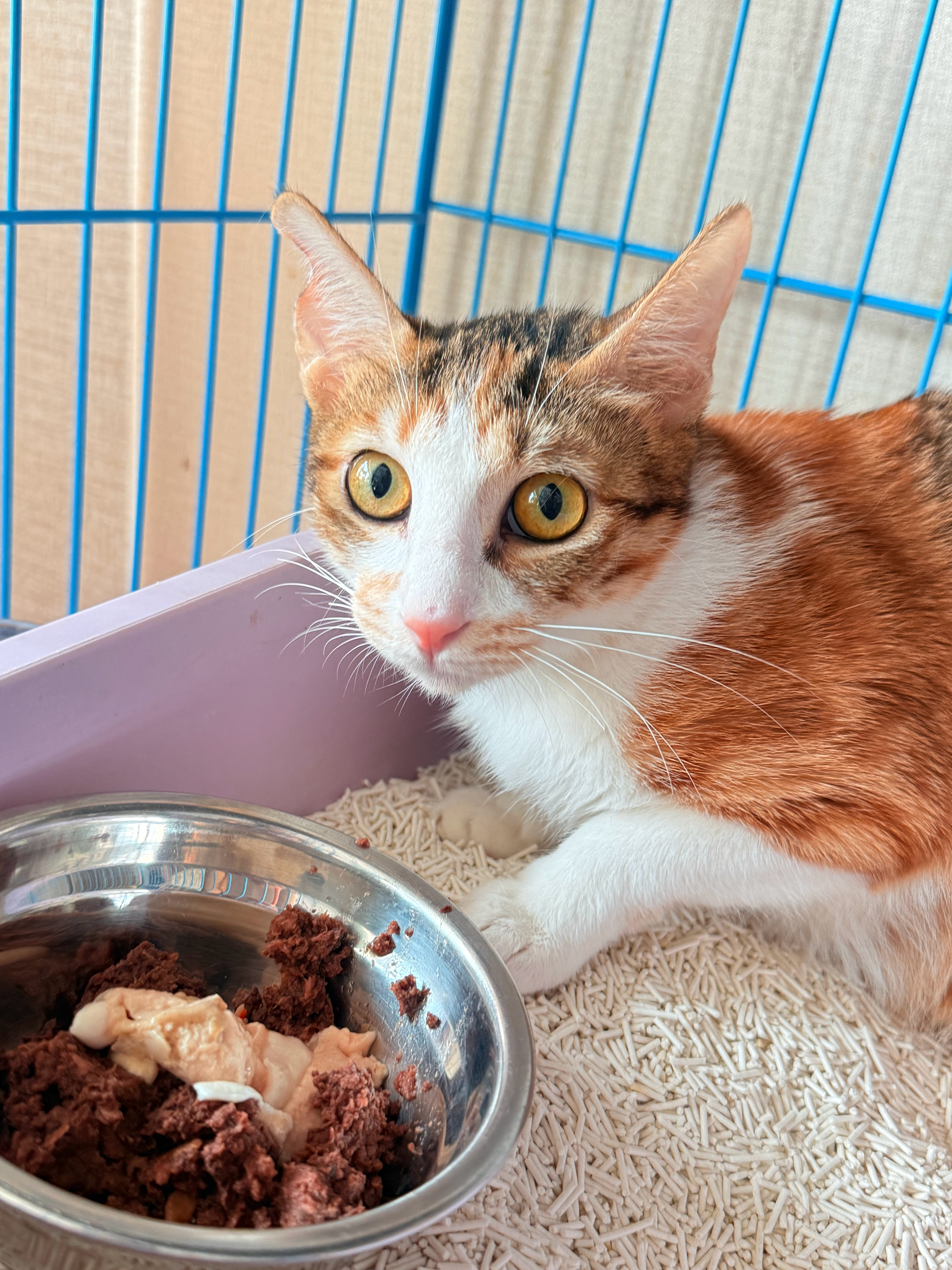 一不小心就单身再也不用带孩子的兰兰。欢迎光临宠物世界猫咪 ​​​