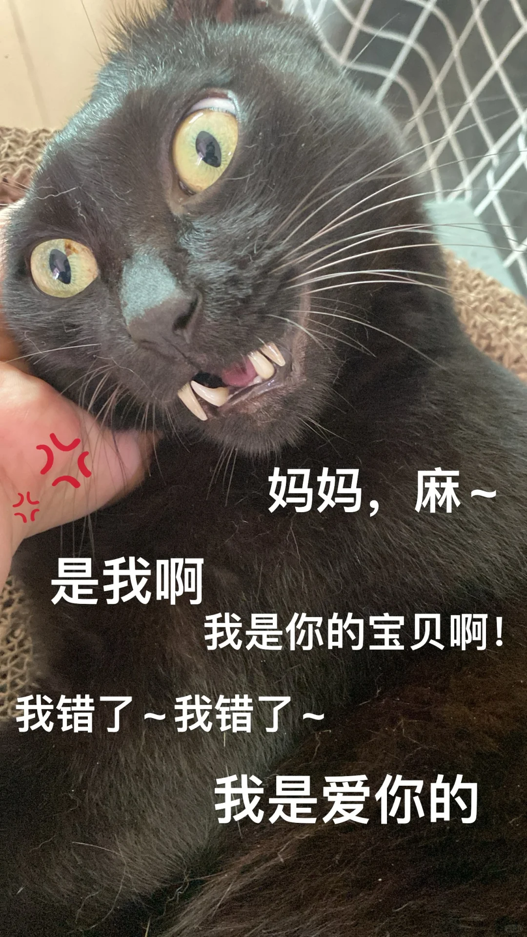 当爱咬人的小猫咪，被揪住了命运的后脖颈