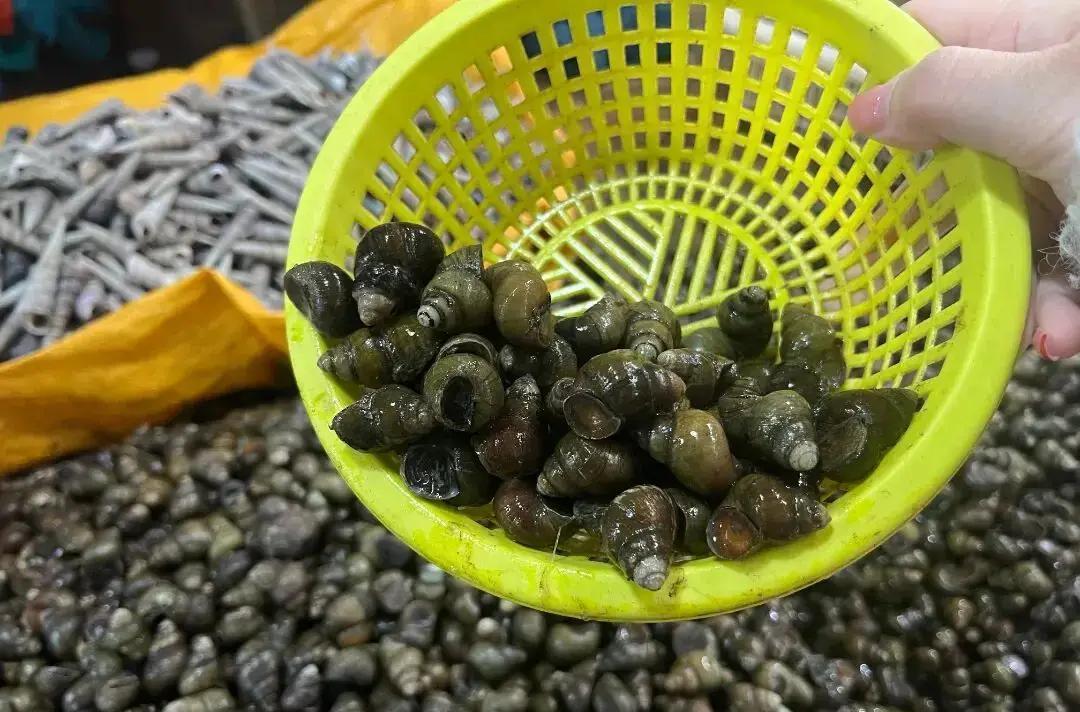 清明将至，莲都菜市场螺蛳热销，为何这口肥美却藏风险？一天卖出300斤，价格本地8