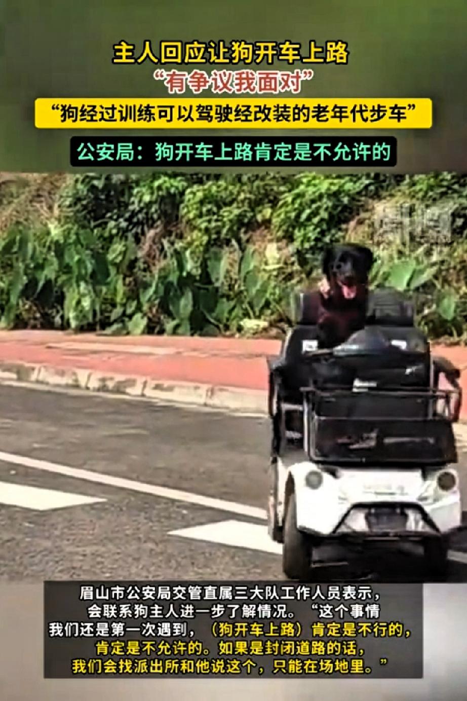 眉山马路惊现“犬科舒马赫”！

一只五岁拉布拉多，上演速度与激情。

它手握方向