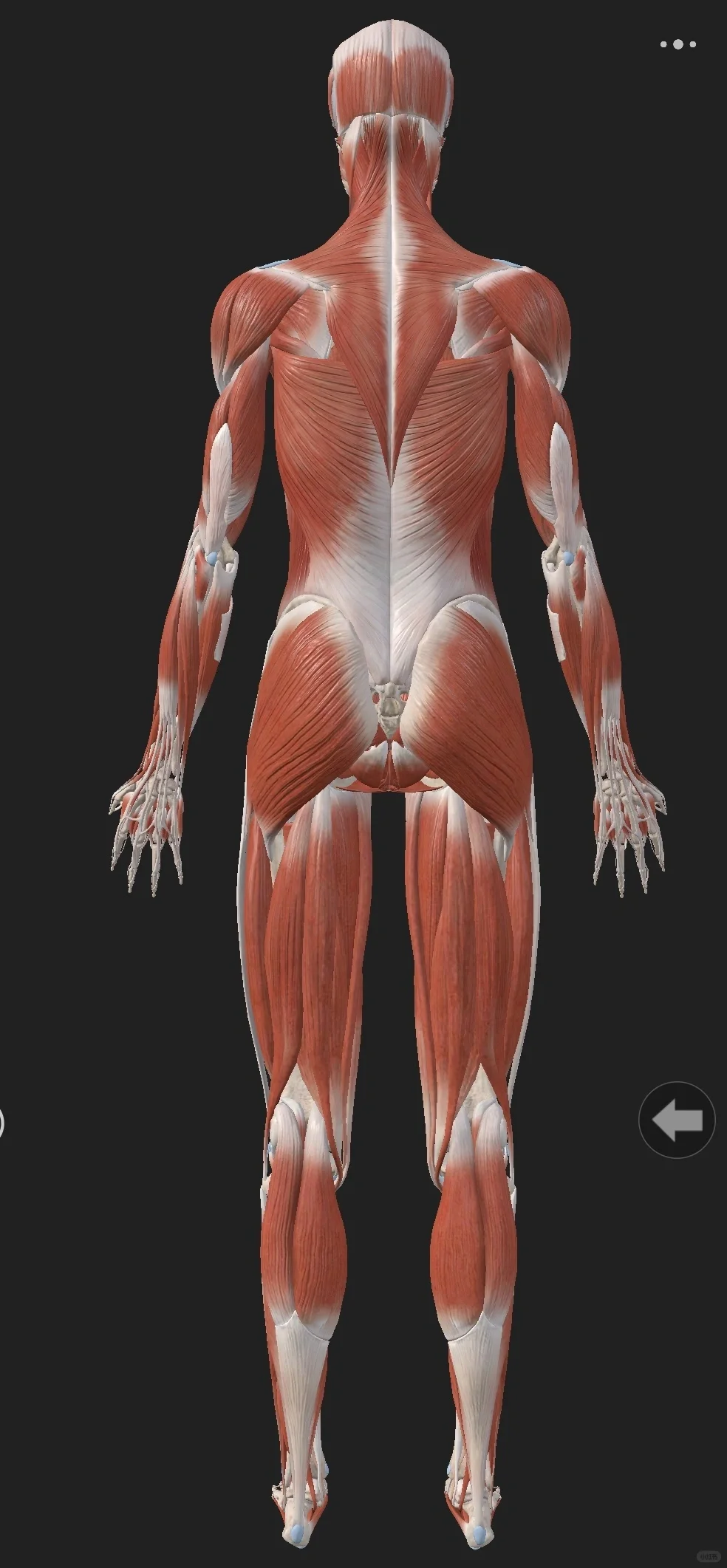 如果一个人的双腿和骨盆，明显大于他的胸廓和肩部（下宽上窄），那么这个人...