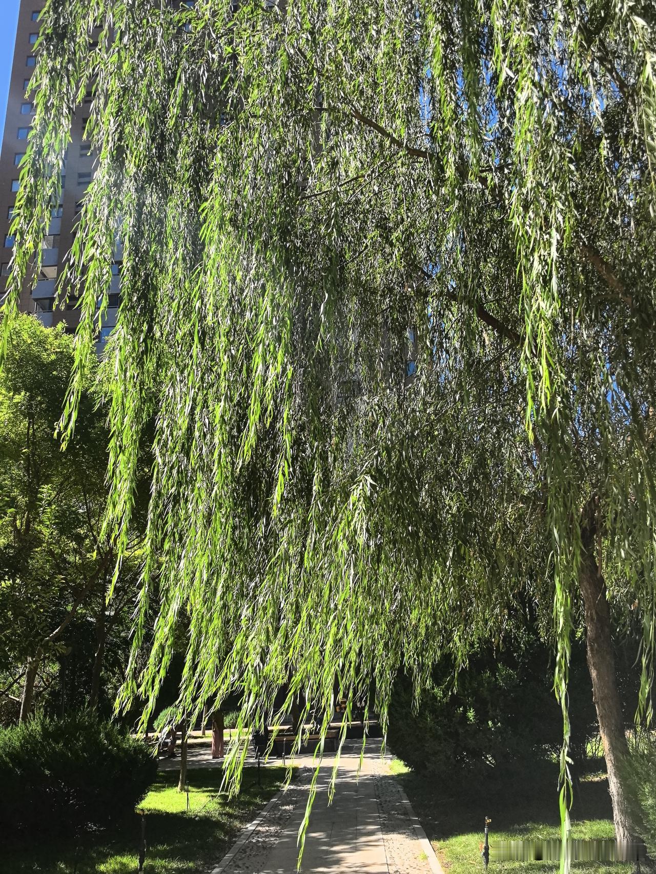 夏日生活打卡季湛蓝晴空下，垂柳垂下万千碧绿枝条，枝叶繁茂轻盈。掩映着楼房院落，微