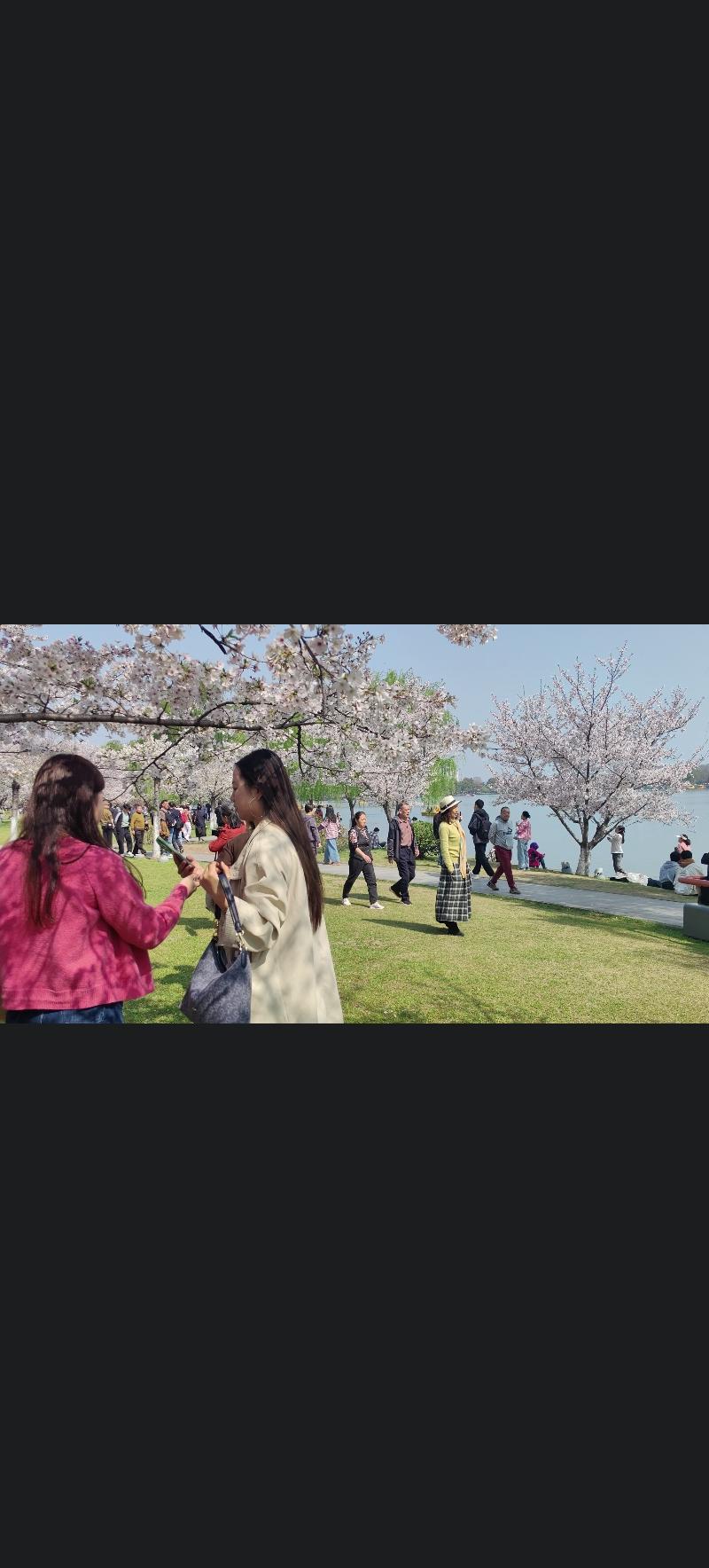 如果说玄武湖是南京的点睛之笔，那么玄武湖畔的樱花，就是玄武湖的点睛之笔。这里山、