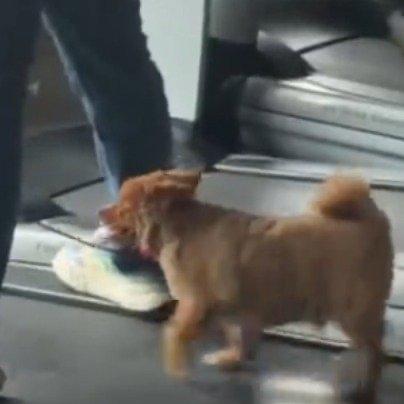 最近广东佛山有件特逗的事儿，在健身房里上演了。一般健身房里，都是人在各种器械上挥