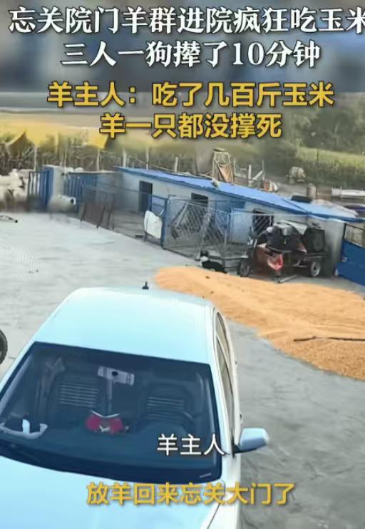 羊群疯抢玉米，主人傻眼！

家人们谁懂啊，国庆别人放假吃喝玩乐，黑龙江一大哥放羊