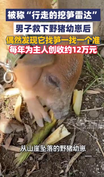 5 月 23 日，浙江温州当地居民夏先生分享了一段特别的经历，他和一头野猪相处的
