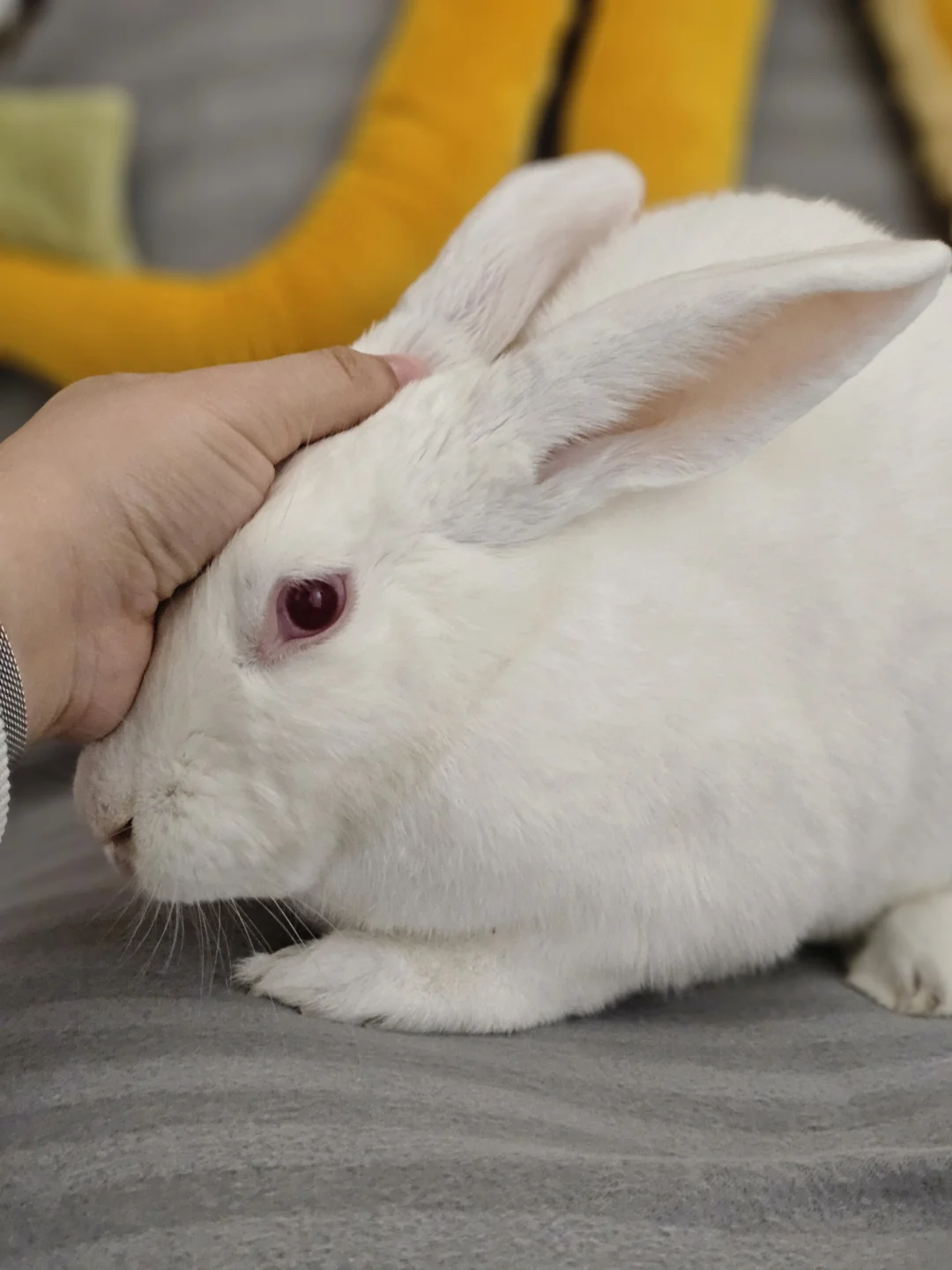 崽崽:我和你说了强扭的瓜不甜