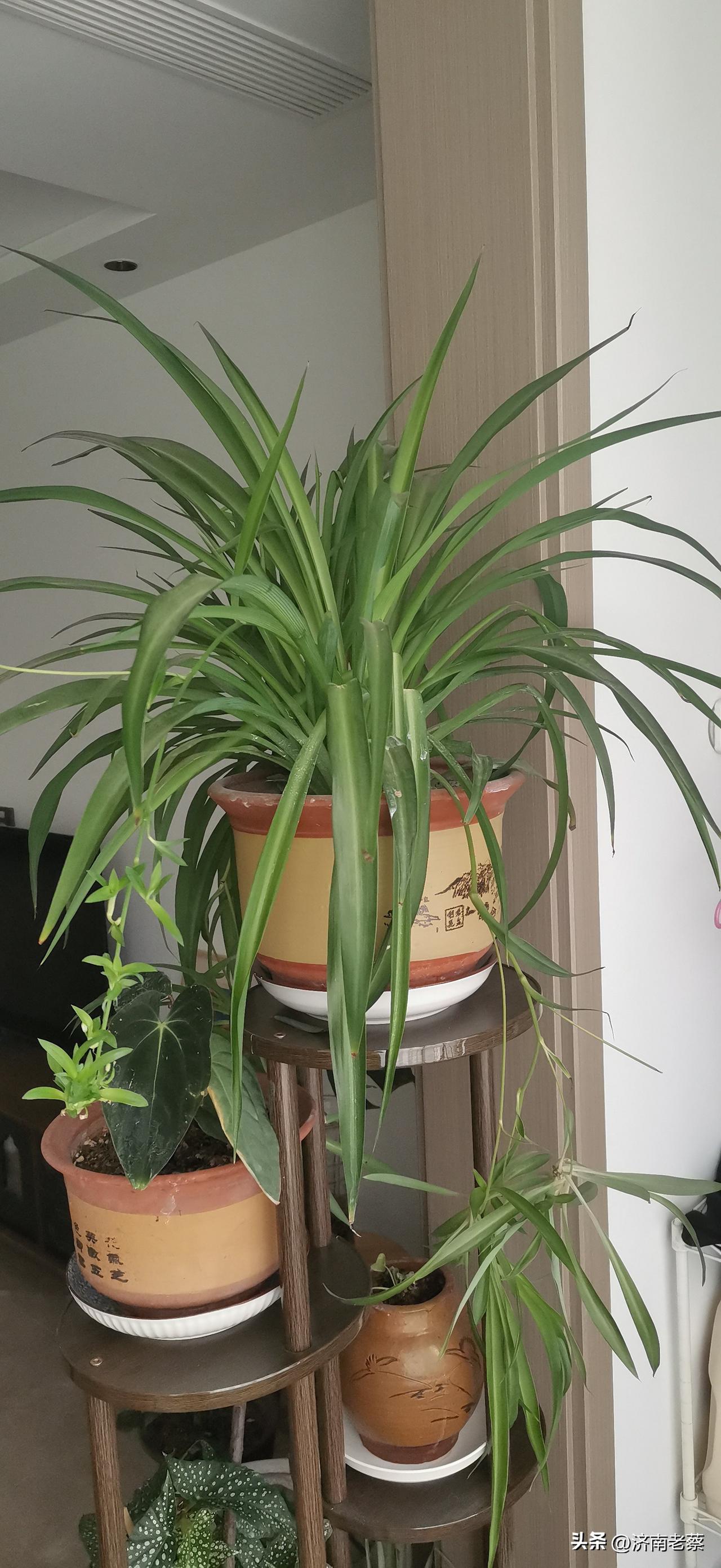 绿意盎然，生机勃勃的室内绿植角落