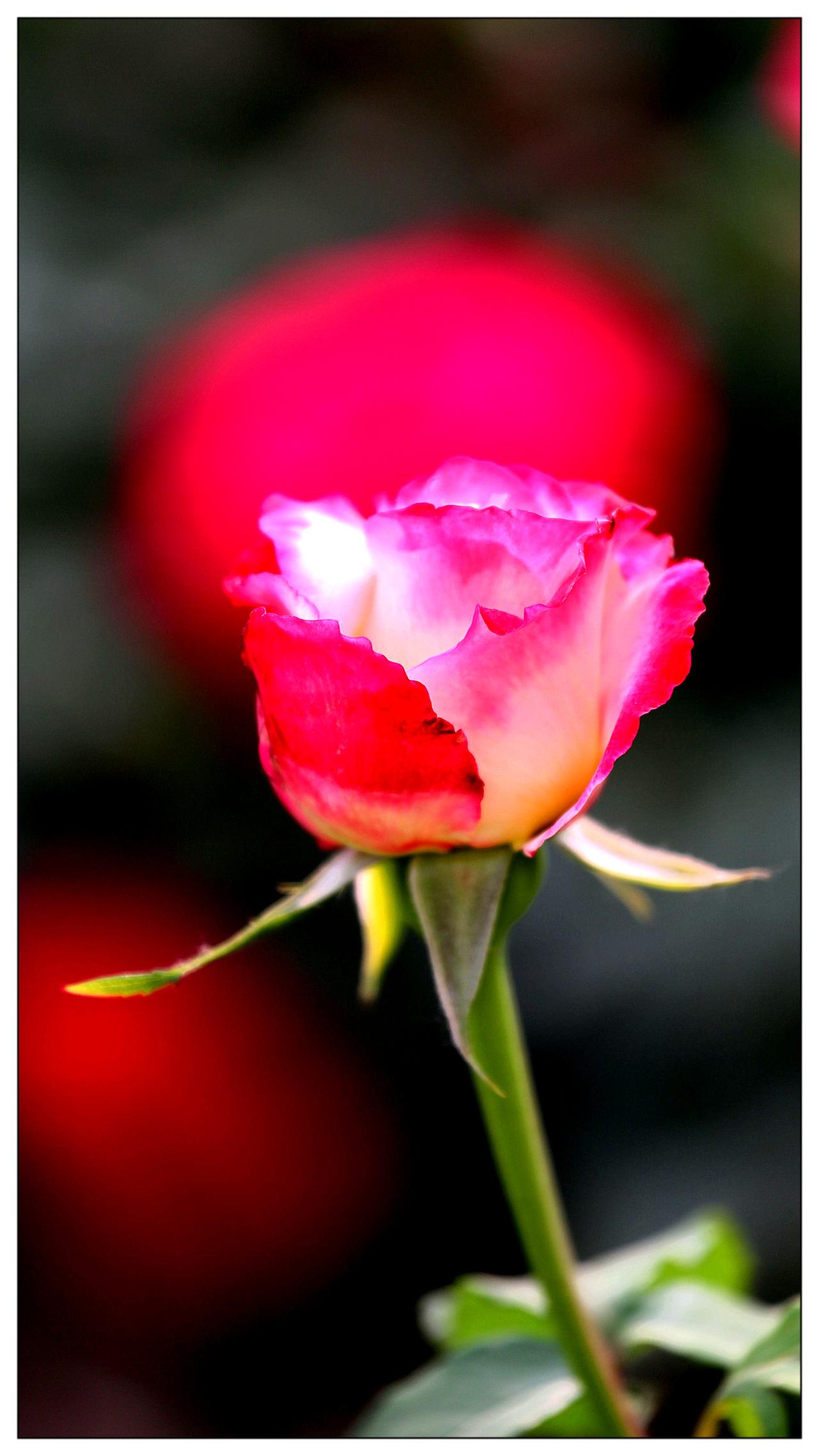 月季花