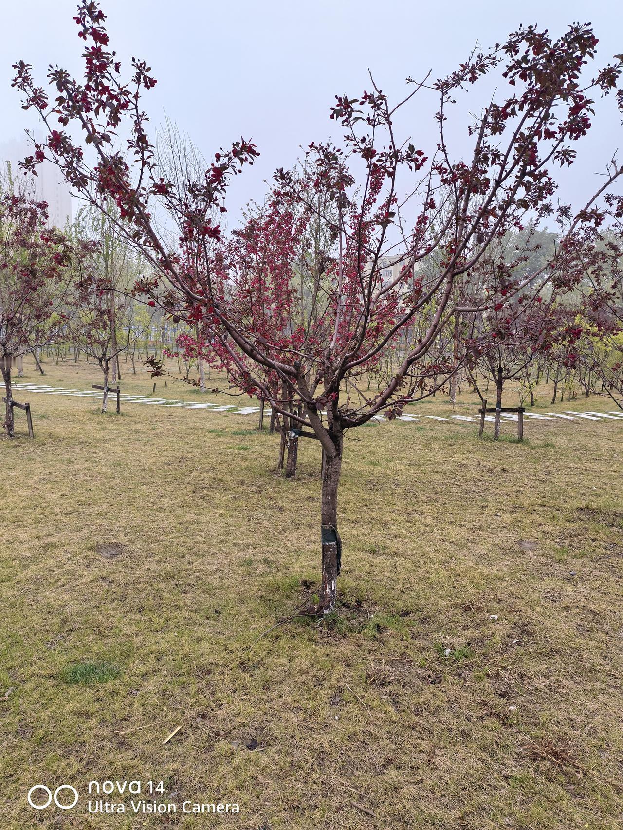 每年5月份的母亲节，伤了多少退休老头儿的心？
每年5月份的母亲节；
说不上轰轰烈