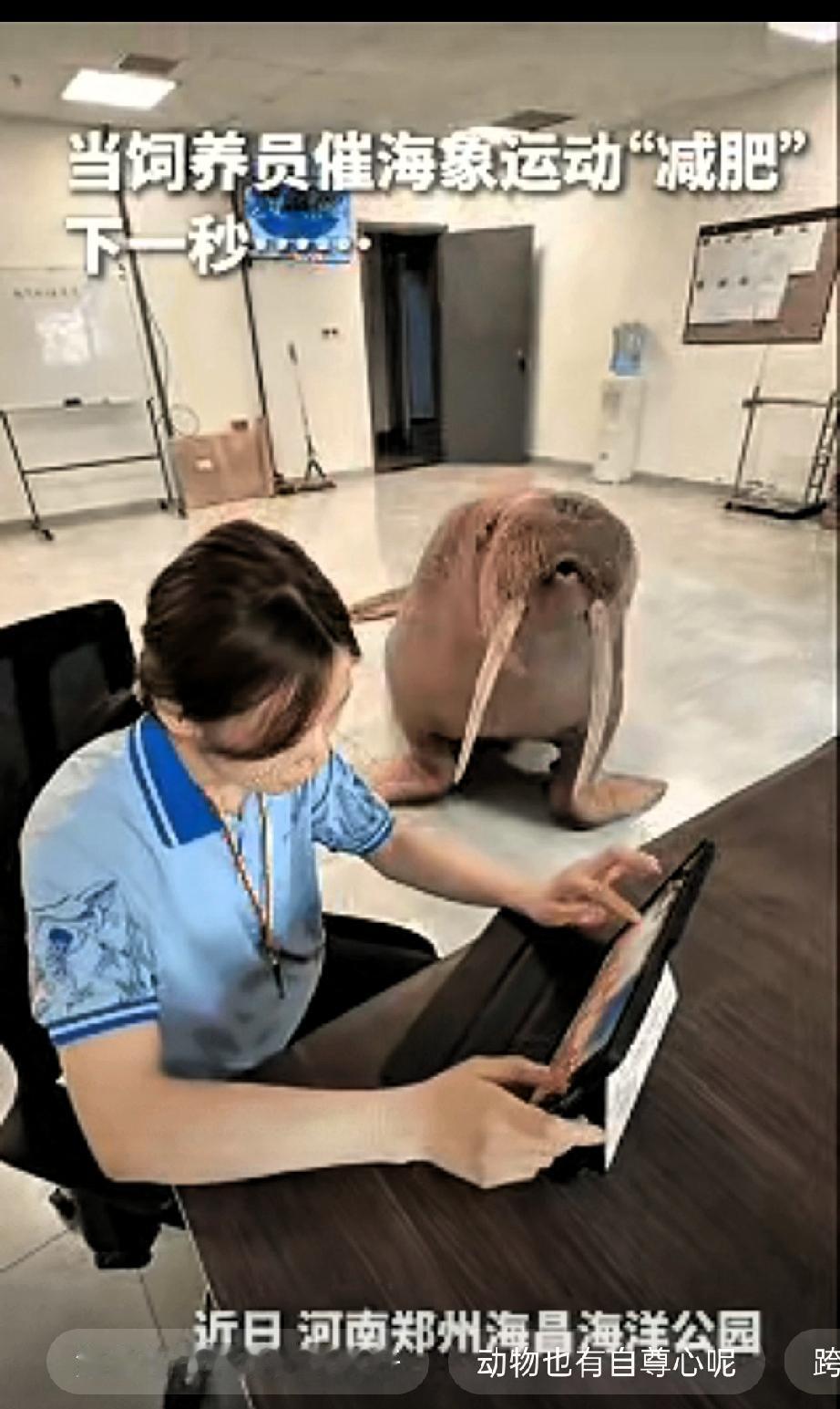 “解释不清了！”河南郑州，一只海象为了讨吃的，竟然自己爬上楼找饲养员，还朝饲养员