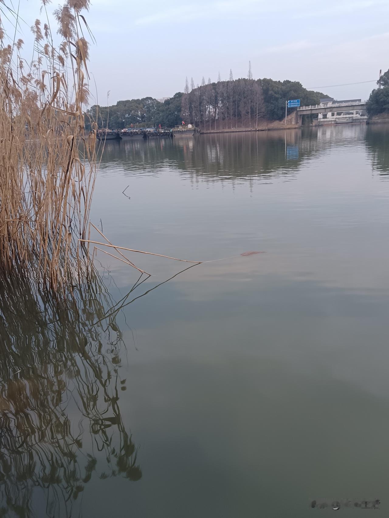 钓鱼
本人很喜欢钓鱼，年初二，天气很好。
今天在望虞河野钓，也是我第一次冬天在望
