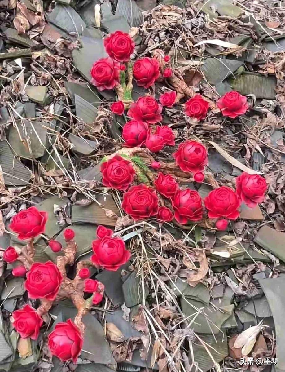 如果给你一次机会，让你遇见小时候的自己，你想对他（她）说什么？


我想对她说: