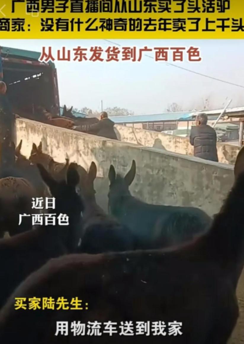 广西大叔在直播间从山东买了头活驴11000元，运费1200元。
 
女儿以为受骗