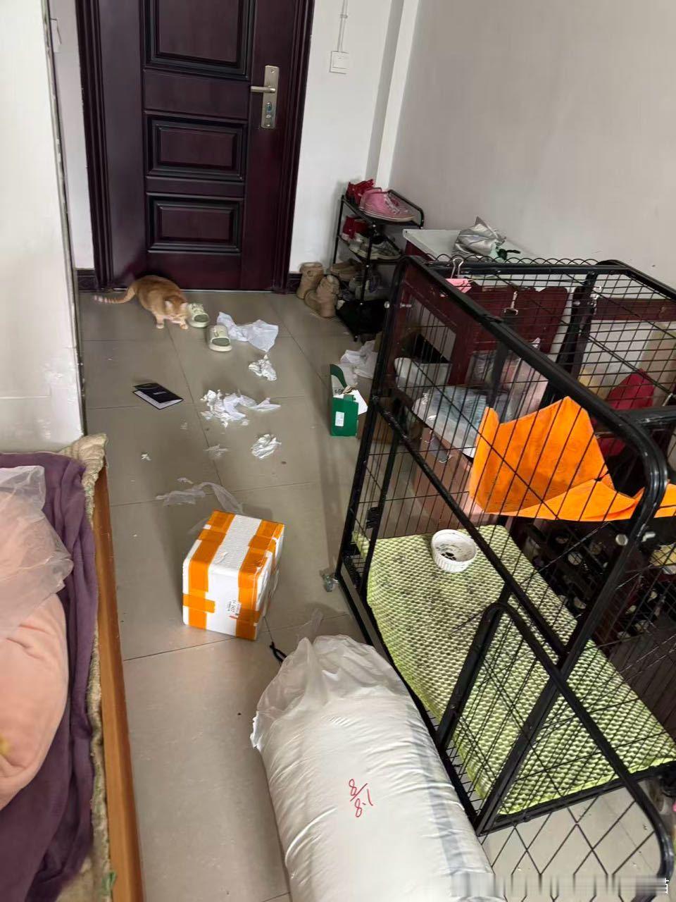 49397【丑猫】心灵丑：每次回家感觉回到了垃圾堆，它还趴垃圾堆里挑衅我 