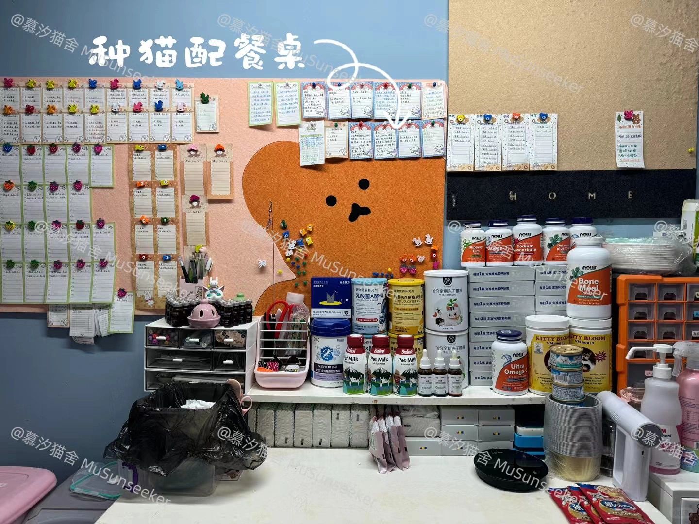 缅因｜猫舍日常