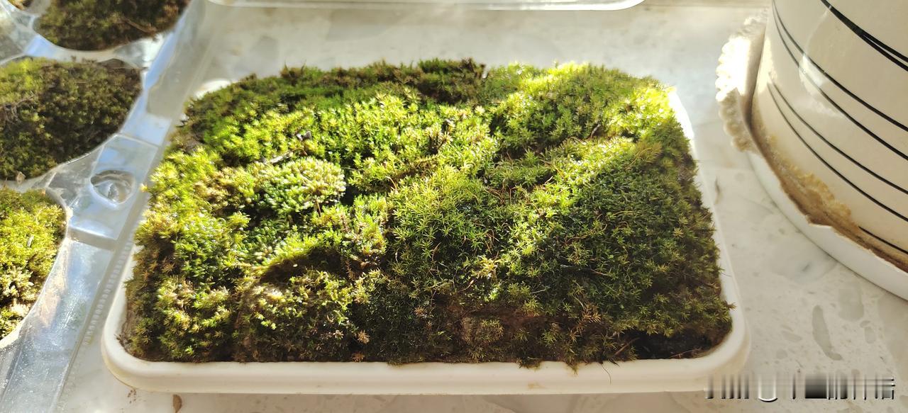 我的苔藓  我的爱
在家种苔藓 分享花养乐趣 
不管能不能养活，但还是想和大家分