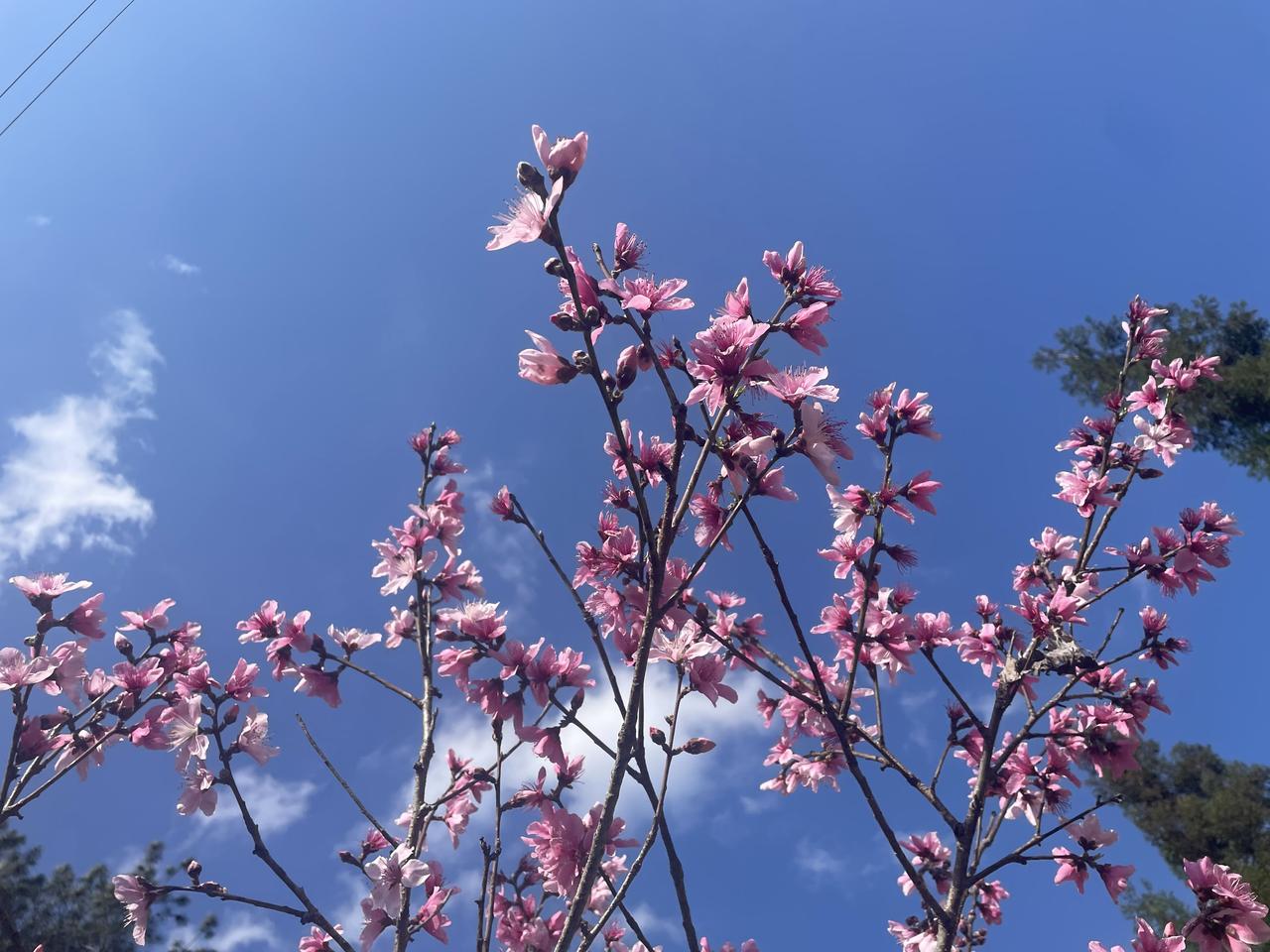 城市的喧闹不如农村的宁静，春也到还是在家享受这份宁静。