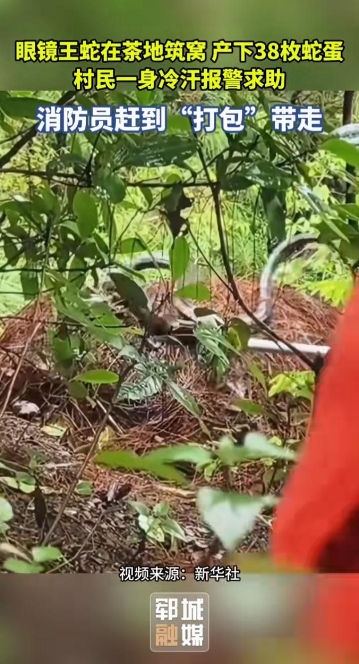 茶地惊现眼镜王蛇筑窝产38枚蛋：遇蛇别硬刚，专业的事交给专业的人
 
村民下地打