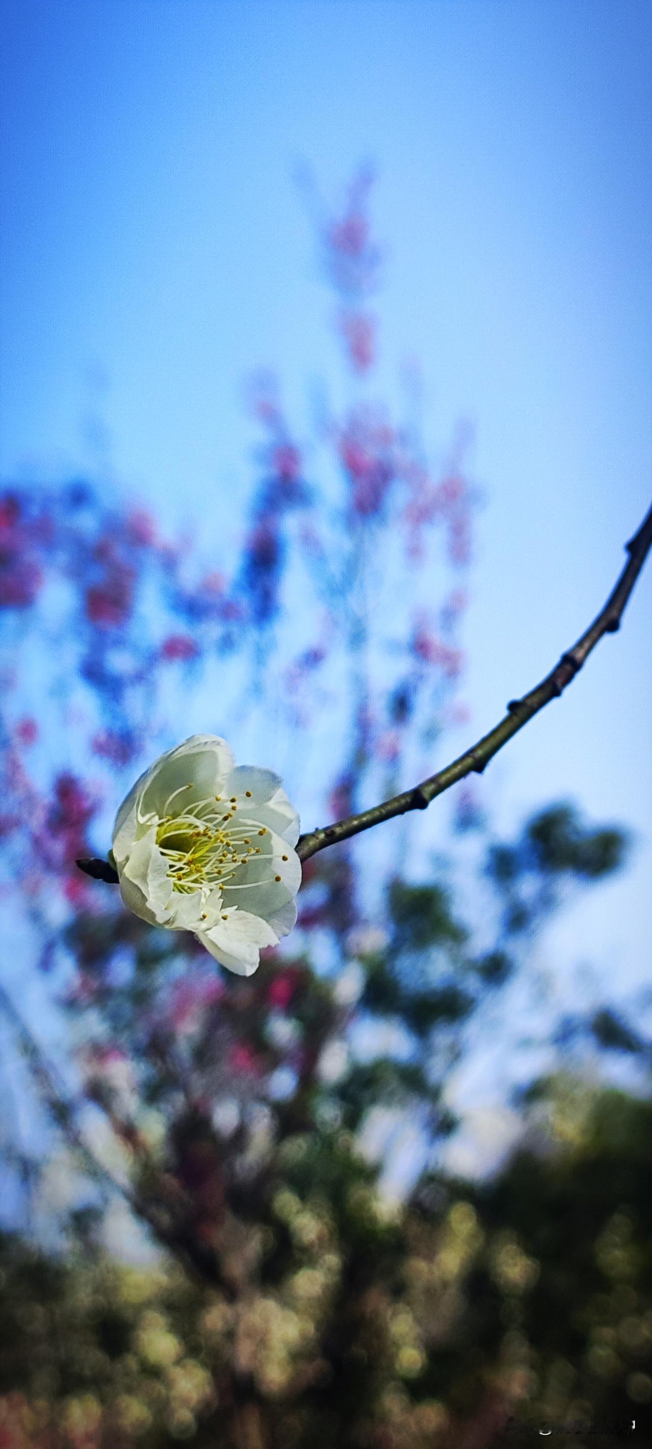 冬日生活打卡季在从容和美的春日，“不要在不喜欢你的人那里丢掉了快乐，然后又在喜欢