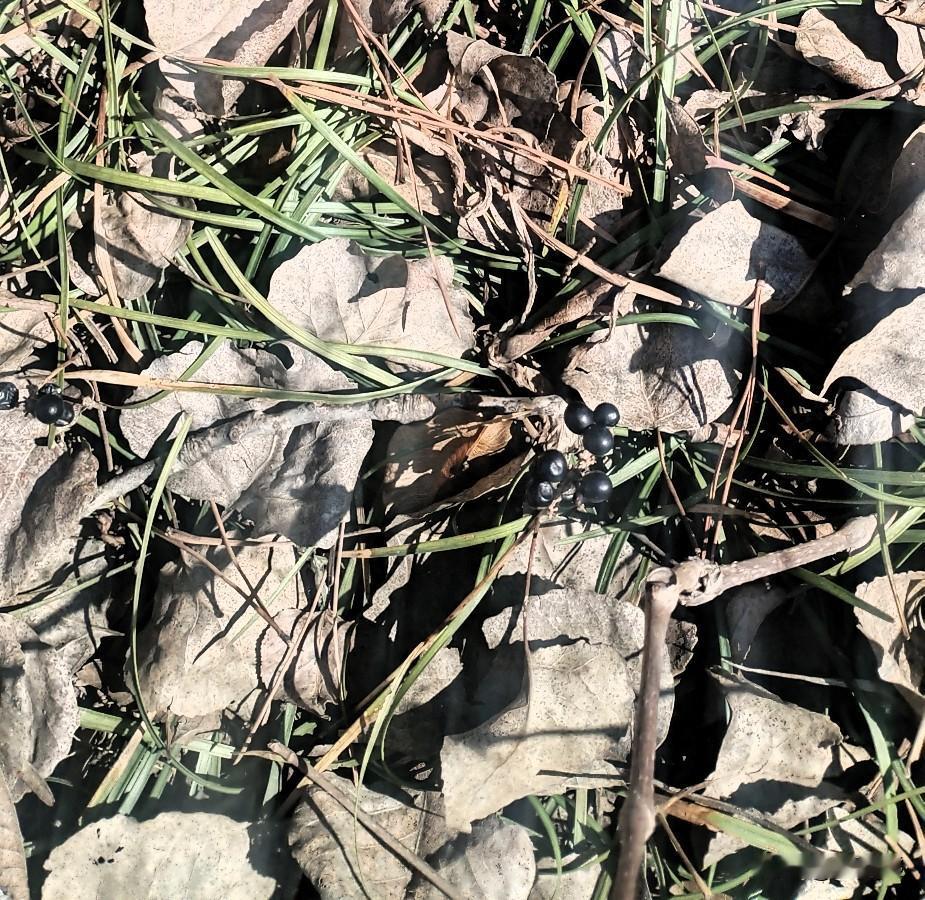 最近几年，我给母亲打电话，突然觉得母亲老了，因为在电话里，母亲老是听不清楚我在说