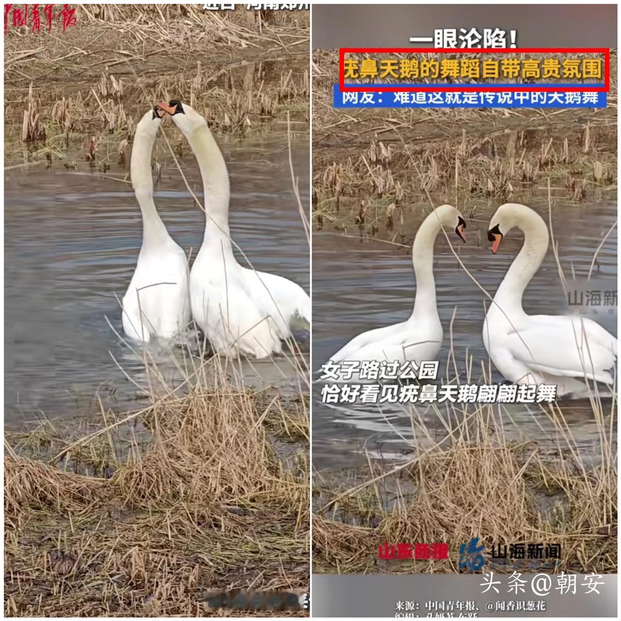 开眼界了！

郑州公园偶遇疣鼻天鹅，竟亲眼见证一场自带浪漫buff的水中双人舞，