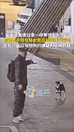 偷狗贼用弓弩盗窃宠物狗
被抓后大快人心！