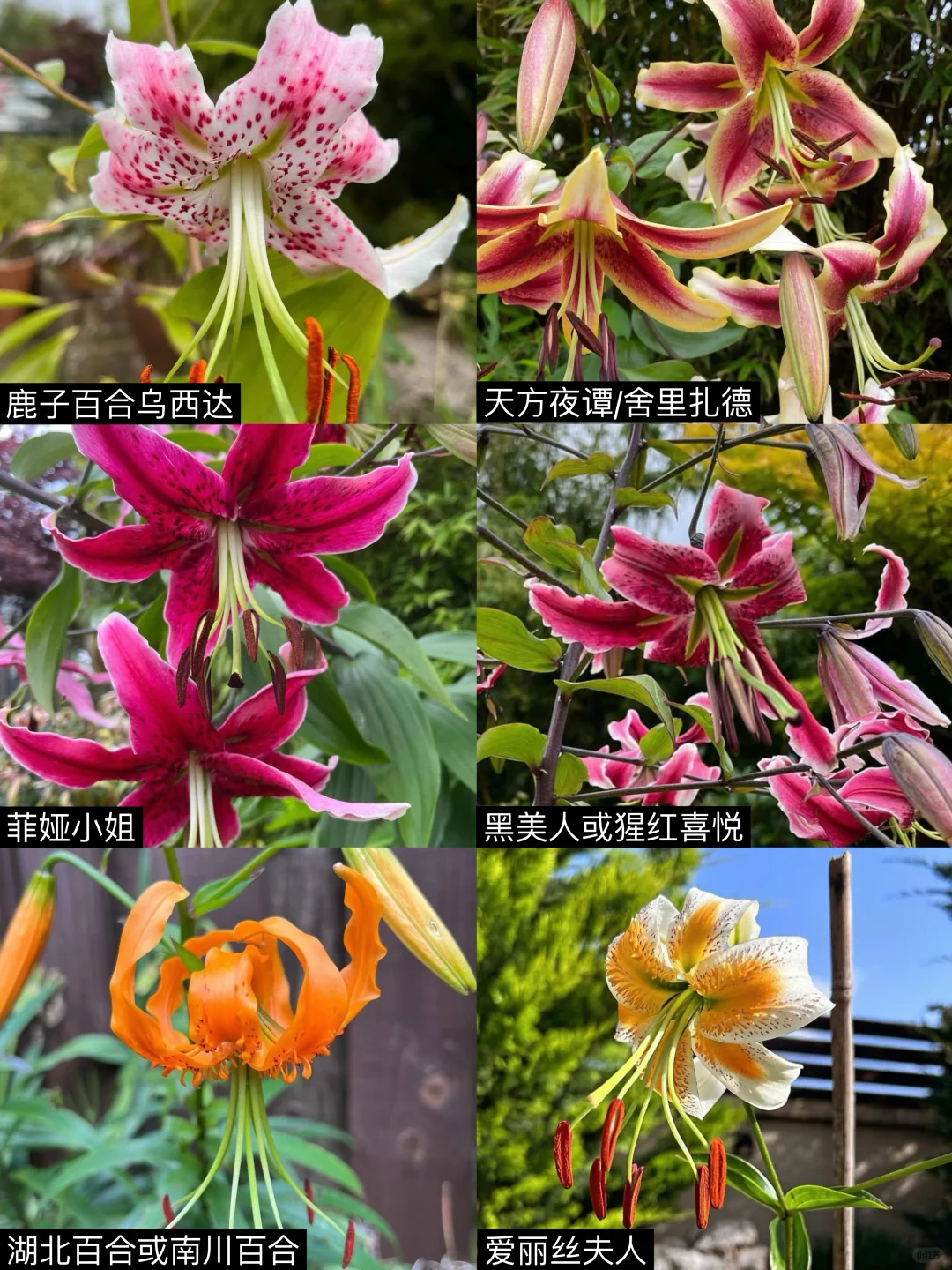 哪些百合吃苦耐劳，延迟退休，熬到盛夏才开花