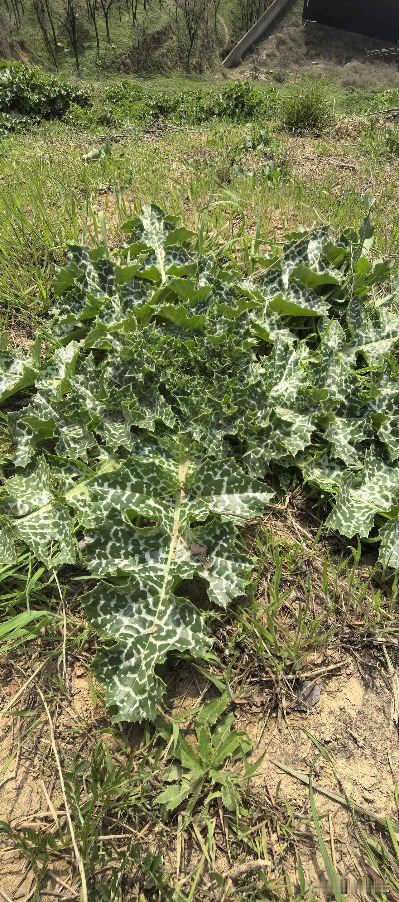 白鹿原土坡上这种野生的植物是什么？叶面上有很多刺！