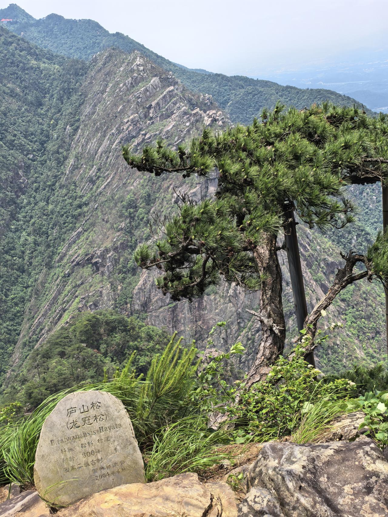 精神顽强喻青松，江西庐山“庐山松”

此松是庐山天池寺旁的标志性古树，位于龙首崖