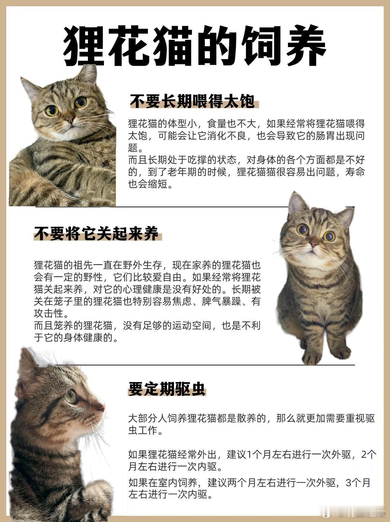狸花猫🐱中国的士猫，世界的名猫 狸花猫是中华田园的一种，是比较多人饲养的猫咪。