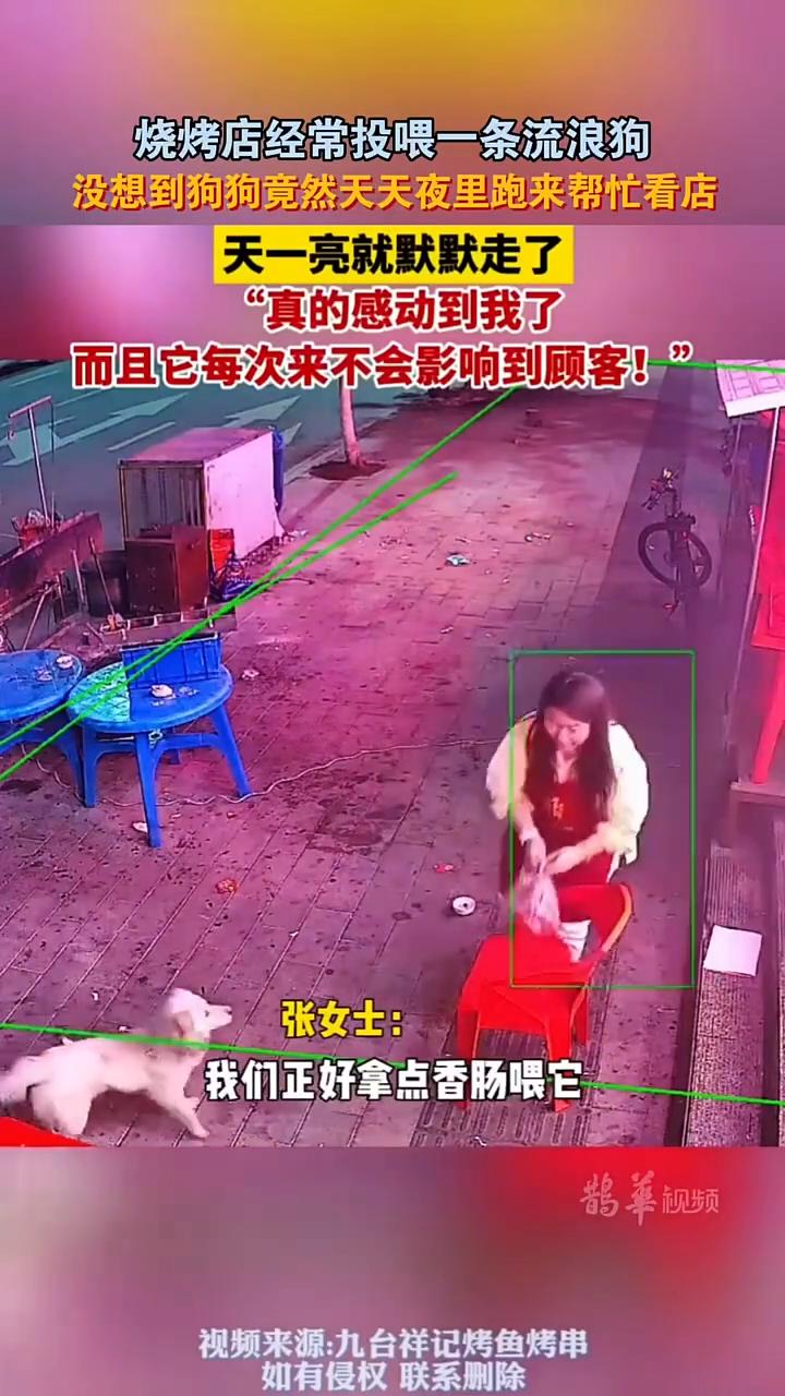烧烤店经常投喂一条流浪狗，没想到狗狗竟然天天夜里跑来帮忙看店，天一亮就默默走了，