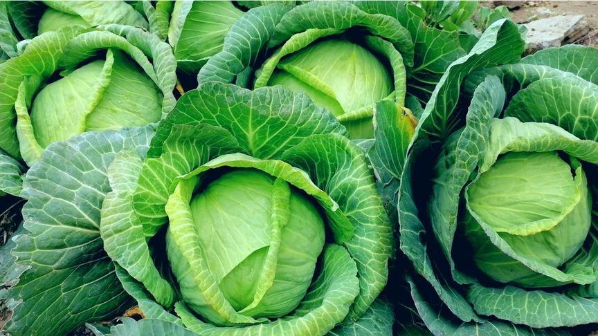 冬天使劲吃，叶酸是苹果38倍！5毛一斤的“菜王”，满口Q弹
包菜是一种富含叶酸和