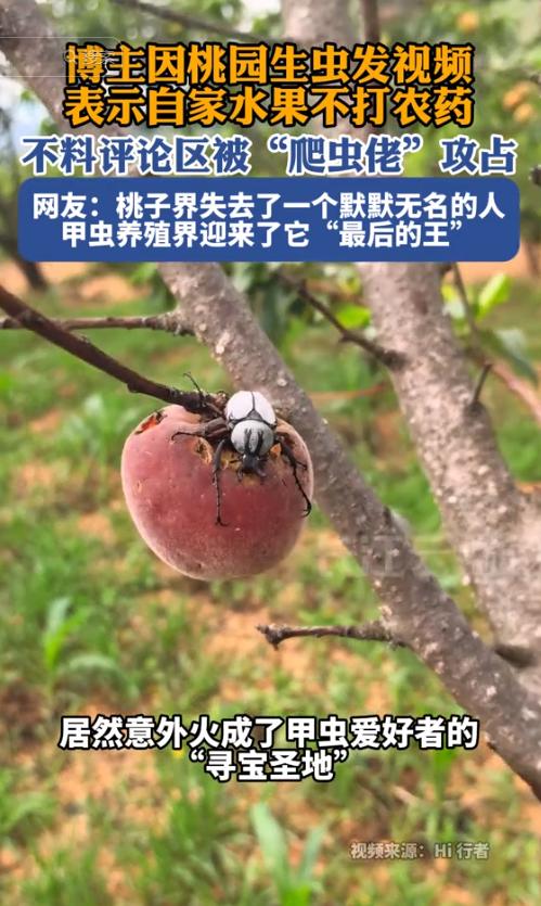 “因祸得福！”云南，一男子家中桃园里的桃子因不打农药，被大量甲虫啃食，男子本想发