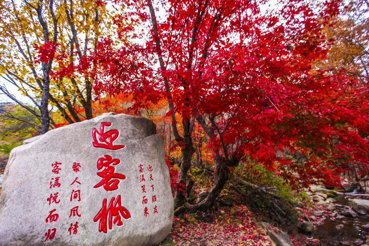 #记录我的9月生活# 【来东北赏个秋，本溪枫林谷，一眼千年】当秋天的脚步悄然踏入