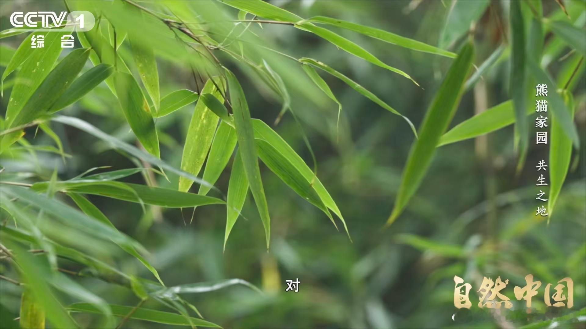 原来大熊猫不喜欢竹林疯长又被大自然的逻辑惊艳到！竹林疯长会压缩熊猫活动空间，还影