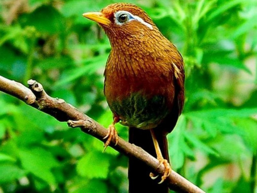 #广州4人非法猎捕野生鸟类被抓#【广州4人流窜山林农田等地非法猎捕交易野生鸟类！