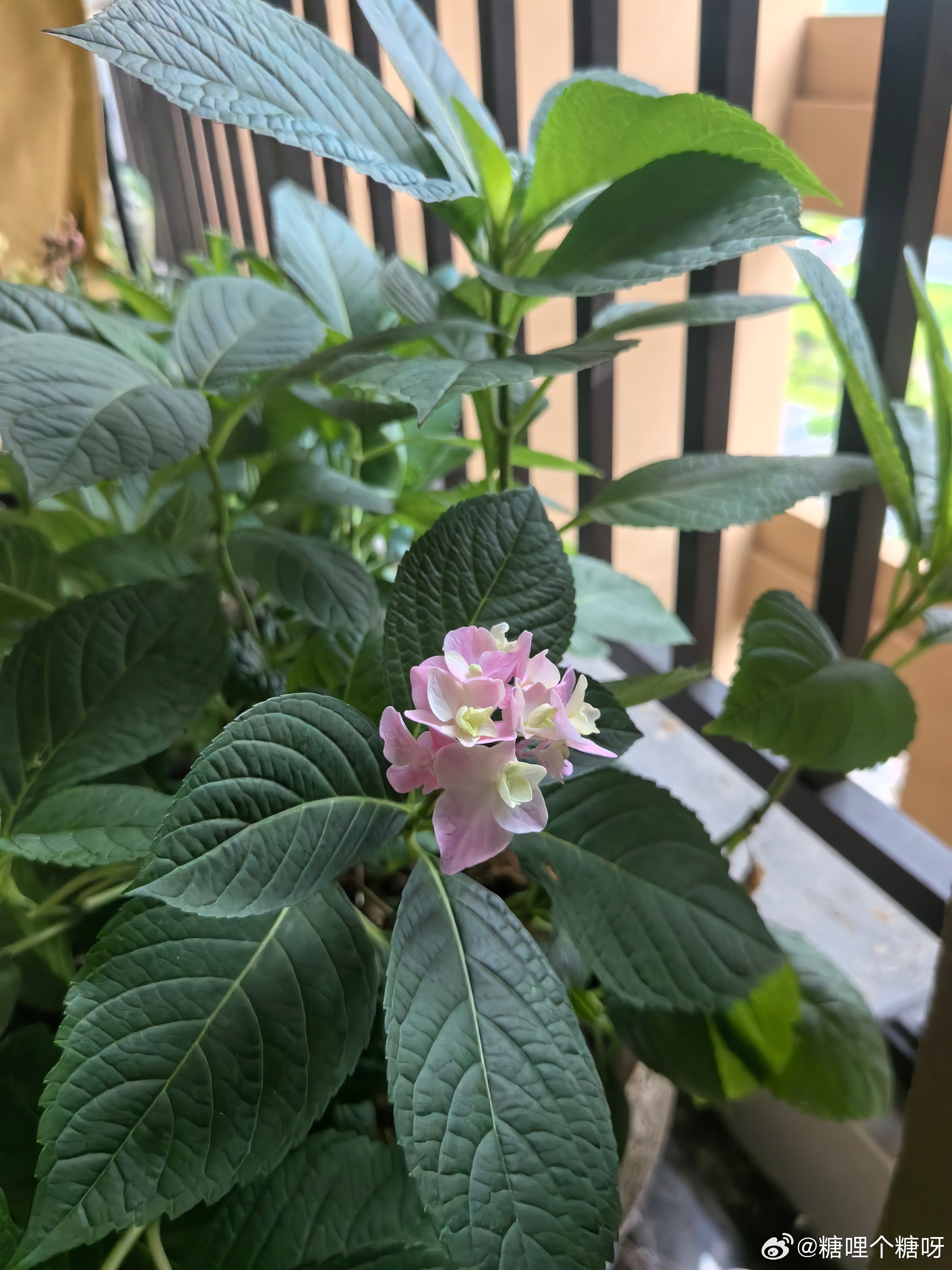 放在走廊上绣球，居然开花了