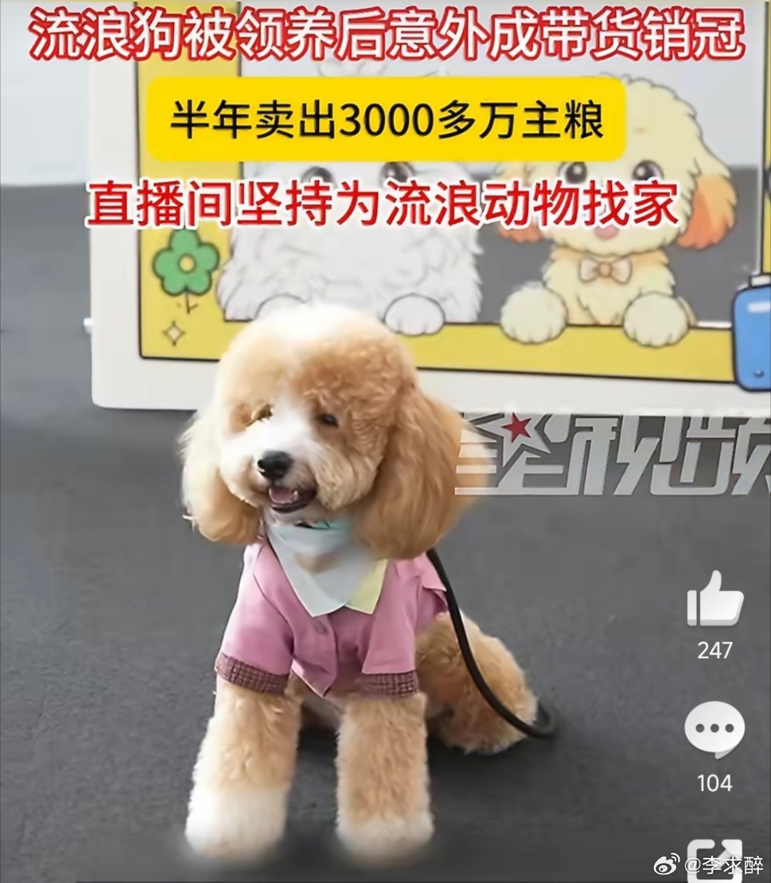 一条流浪狗半年卖了3000万主粮流浪狗被总裁领养后成带货销冠流浪小狗成了直播间的