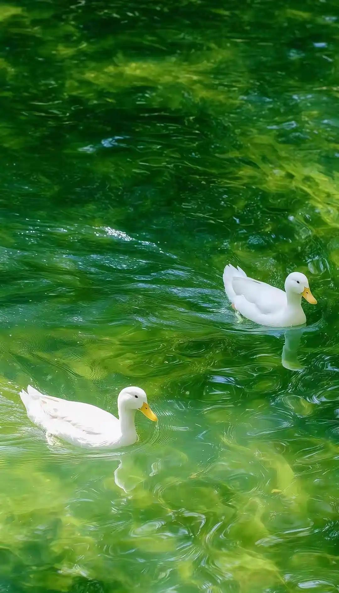 上联：清风不问人间事，
下联：细雨常拂草上花。
下联：明月常闻天上云。