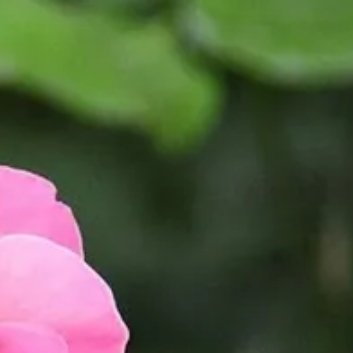 种植 🥀修剪月季花的步骤和注意事项：1.选择合适的时间：（1）春季修剪：在春天