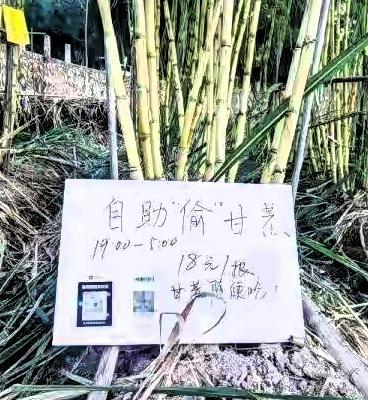 最近网上那个“可偷甘蔗地”火了，真是挺有意思的。

一个老板在田边立牌子，说晚上