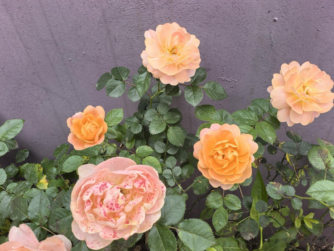 赵钱孙李周武郑王，都知道，是百家姓。
可很多人不知道，黄霑写的不文集在香港大卖时