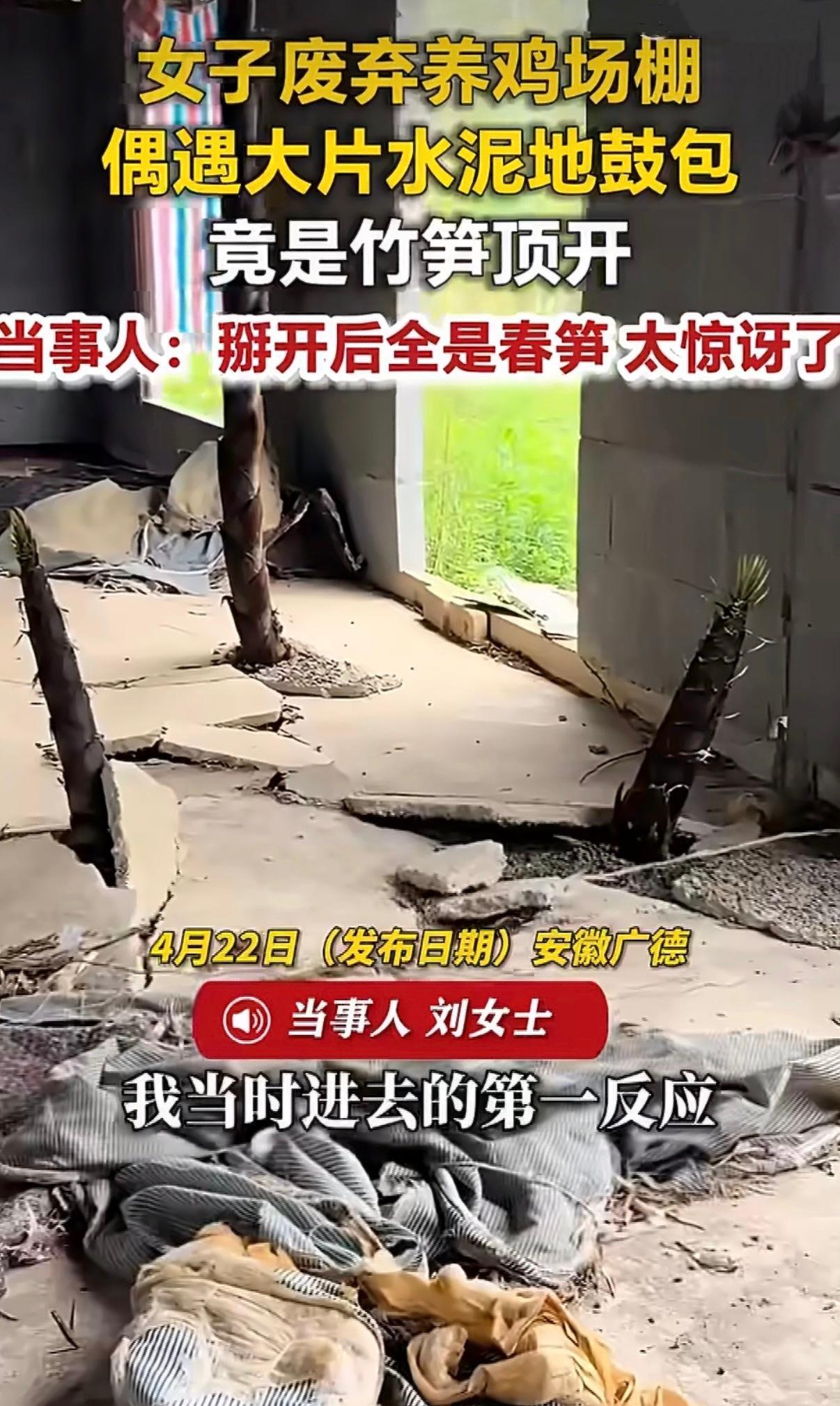 安徽广德一处废弃养鸡场的棚子里，大片水泥地面突然鼓包开裂，看着跟谁在底下捣了鬼似