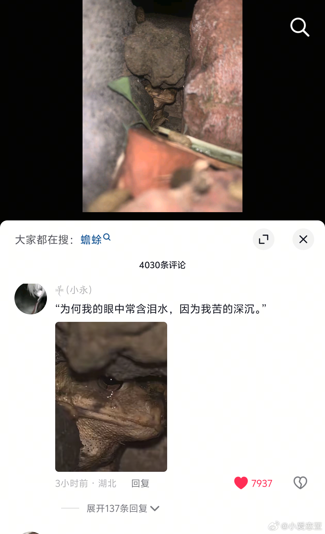 我也害怕它但我不会伤害它 