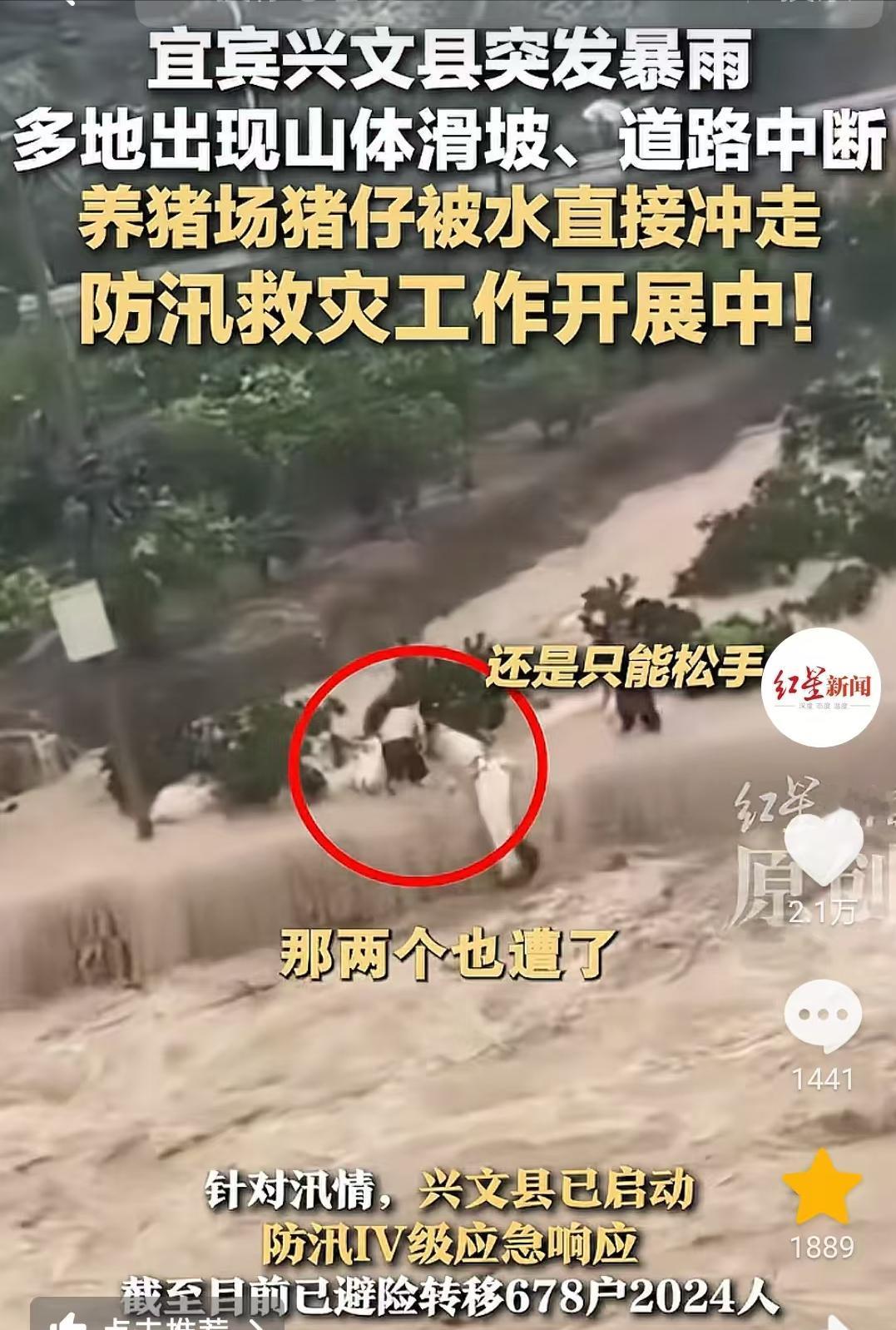 宜宾兴文的猪被洪水冲走了，看着让人心痛。

二师兄你会游泳吗，下游有人会将你打捞